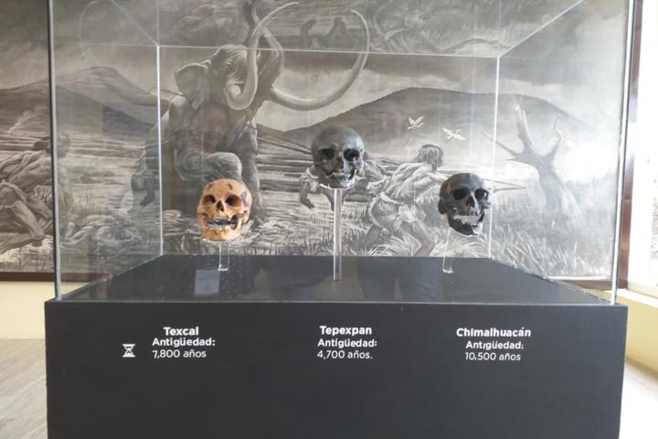 Museo del Hombre Tepexpan,